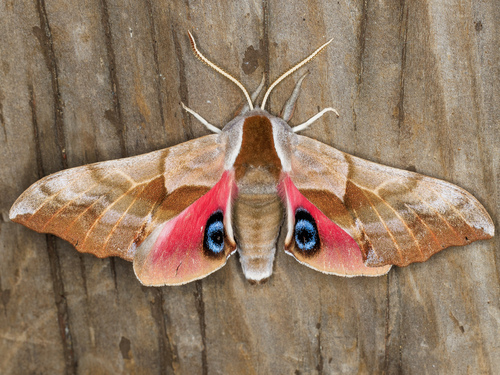 iNaturalist observation photo of Western Eyed Sphinx
