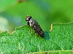 Discomyza