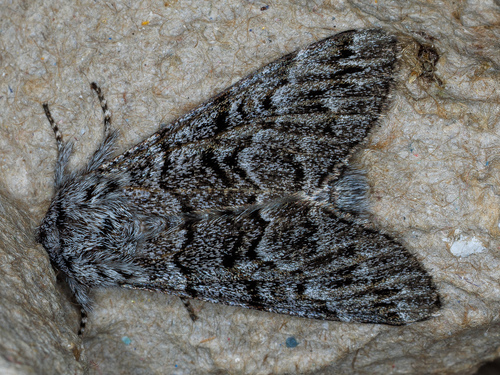 iNaturalist observation photo of Western Panthea Moth