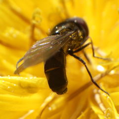 Platycheirus obscurus