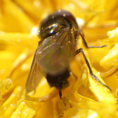 Platycheirus obscurus