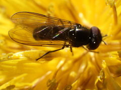 Platycheirus obscurus