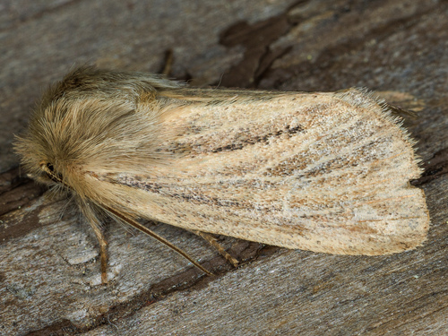iNaturalist observation photo of Tufted Sedge Moth