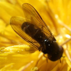 Platycheirus obscurus