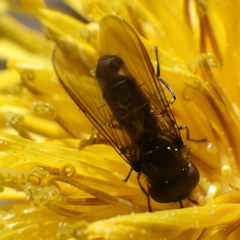 Platycheirus obscurus