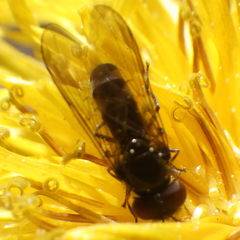 Platycheirus obscurus