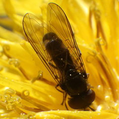Platycheirus obscurus
