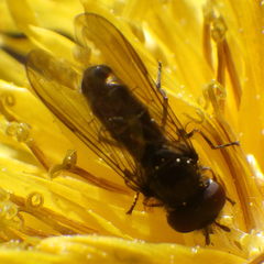 Platycheirus obscurus