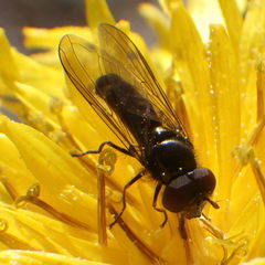 Platycheirus obscurus