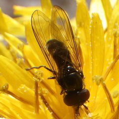 Platycheirus obscurus