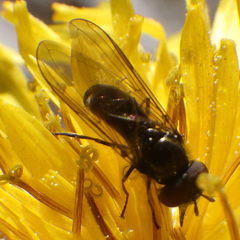 Platycheirus obscurus
