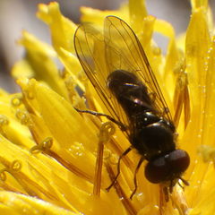 Platycheirus obscurus