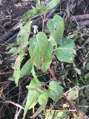Mirabilis jalapa
