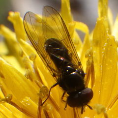 Platycheirus obscurus