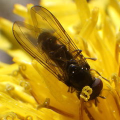 Platycheirus obscurus