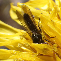 Platycheirus obscurus