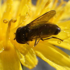 Platycheirus obscurus