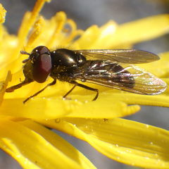 Platycheirus obscurus