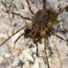 Protolophus rossi