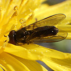 Platycheirus obscurus