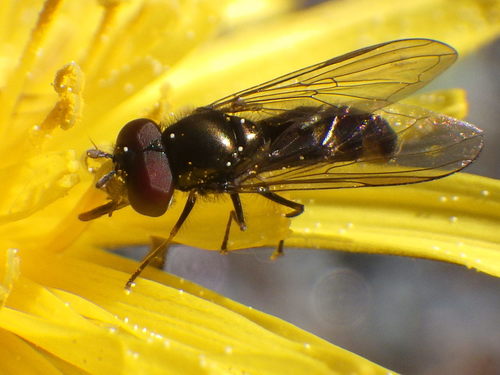 Eastern Forest Sedgesitter