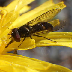 Platycheirus obscurus