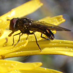 Platycheirus obscurus