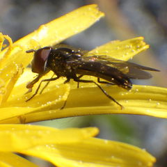 Platycheirus obscurus