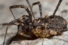 Protolophus rossi