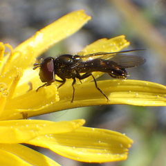 Platycheirus obscurus
