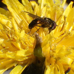 Platycheirus obscurus