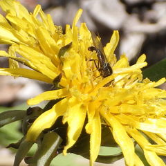 Platycheirus obscurus