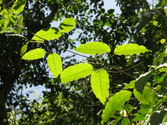 Adenocalymma inundatum