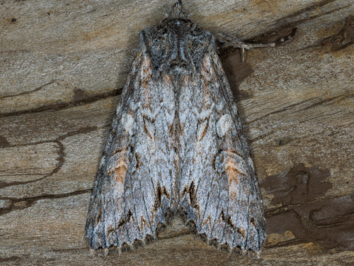 iNaturalist observation photo of Polia nugatis