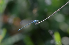 Coenagrion puella