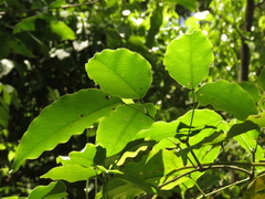 Adenocalymma inundatum