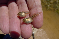 Hyla molleri