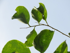 Agonandra brasiliensis