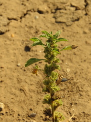 Amaranthus crassipes