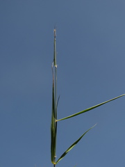 Andropogon angustatus