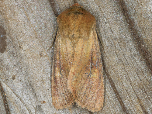 iNaturalist observation photo of Cutworm Moths and Allies