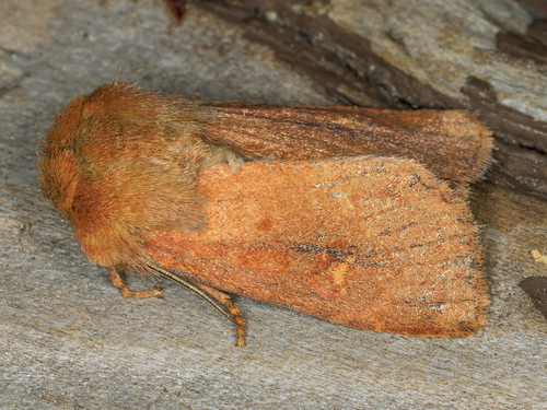 iNaturalist observation photo of Cutworm Moths and Allies