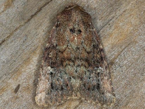 iNaturalist observation photo of Pseudorthodes virgula