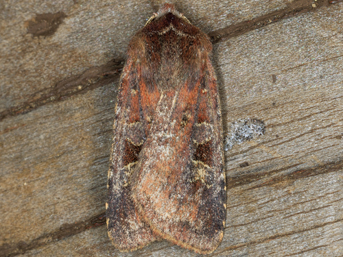 iNaturalist observation photo of Freeman's Dart