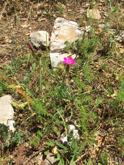 Dianthus deltoides