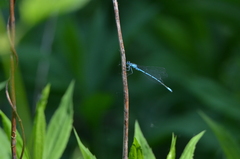 Coenagrion puella
