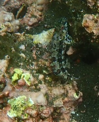 Gobioclinus dendriticus