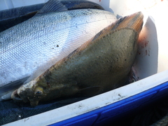 Platichthys stellatus
