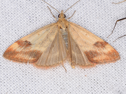 iNaturalist observation photo of Rusty Pyrausta