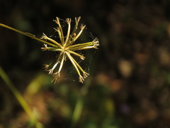 Bidens cynapiifolia